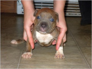 Pit Bull Puppies