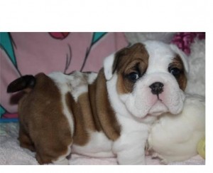 !!!Kids Loving and home trained English Bulldog Puppies Needing a loving home!!!!.