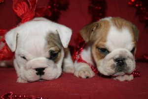 Our Adorable English Bulldog Puppies Ready To Go