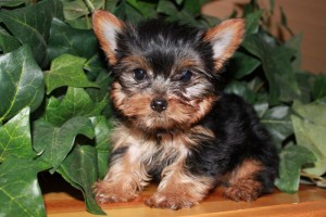 MALE AND FEMALE YORKIE PUPPIES FOR ADOPTIONINTO LOVING HOMES.