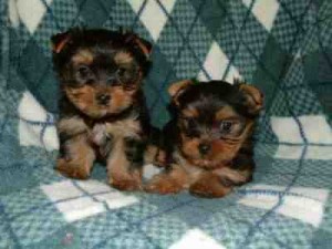 We have 2 Brilliant little Yorkie puppies left(Good home)