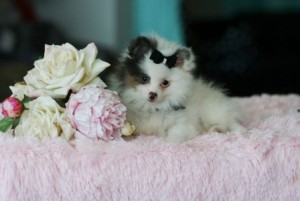 LOVELY AND ADORABLE POMERANIAN PUPPIES FOR ADOPTION