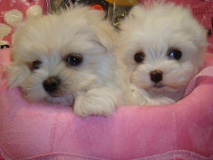 Male and female Maltese puppies for good homes