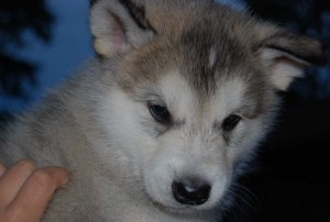 Adorable Alaskan malamute  puppies,