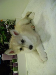 !!!Alaskan malamute Puppies 100% Pure bred &amp; Adorable!!!!