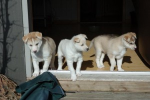 Purebreed Blues Eyes Siberian Huskies pups