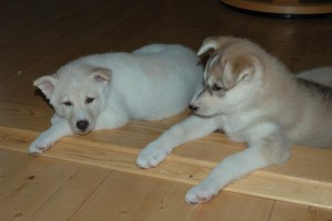Purebreed Blues Eyes Siberian Huskies pups