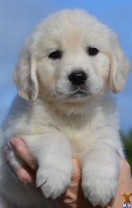 Golden Retriever Puppies For Adoption in a Good Home