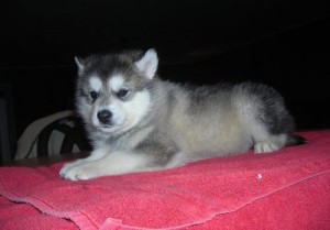 Gorgeous Male and Female Alaskan malamute puppies for a good home