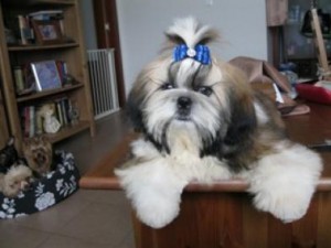 Shih tzus for adoption