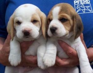 LEMON WHITE MALE AND FEMALE BEAGLES PUPPIES AVAILABLE