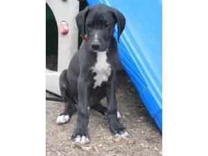 Strong Great Dane puppy for sale.