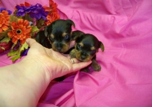 Gorgeous Yorkshire Terrier puppies for sale.