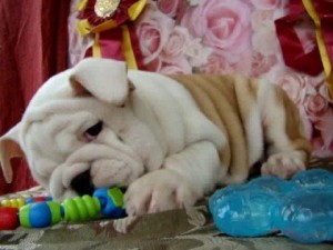 Cute &amp; Lovely English Bulldog puppies for adoption.