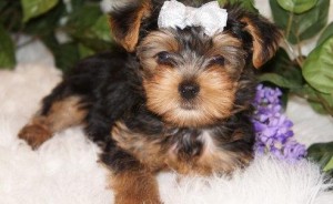 T-Cup Yorkie puppies for Adoption