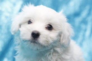 Bichon Maltese - puppies