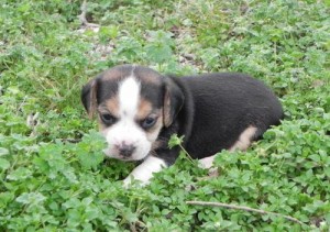 Gorgeous beagle puppies for sale.