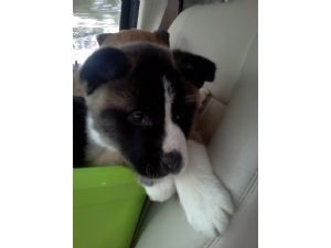 Wonderful Akita puppies available for sale
