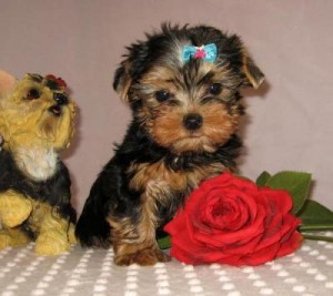 ###MALE AND FEMALE YORKIE  PUPPIES FOR ADOPTION ###