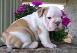 Male and Female English Bulldog puppies are ready