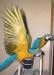 DNA Tested Pair of Blue &amp; Gold Macaw Parrots Now Ready to Go..