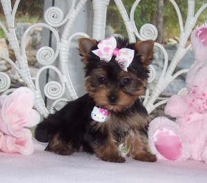 Two Teacup Yorkie Puppies For Re-Homing