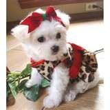 Gorgeous and outstanding Maltese puppies for adoption