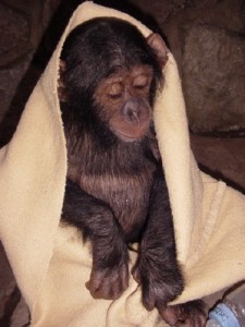 CUTE BABY MALE AND FEMALE CHIMPANZEE FOR AODTION