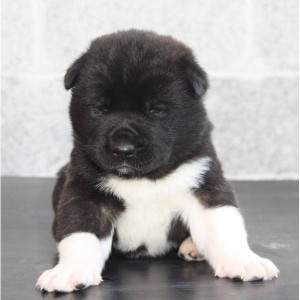 male Akita- Scrappy-Doo