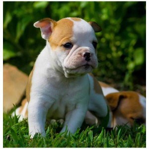 French &amp; English Bulldog cross