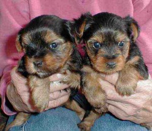 cute yorkie puppies for  adoption-12 weeks old