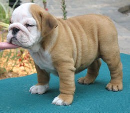 Potty Trained English Bulldog Puppies Available