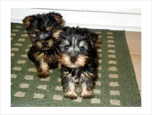 yokie puppies for free adoption