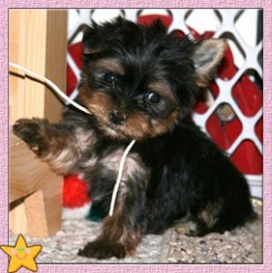 Lovely and adorable Teacup Yorkie for adoption