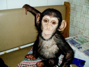 Baby Chimpanzee Monkey For Adoption