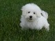 akc coton puppy for re homming