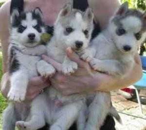 Latest news: Adorable Siberian Husky puppies ready for adoption