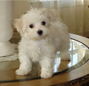 Adorable maltese ready for a new homes