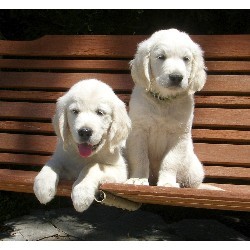 Adorable golden retriever puppies for adoption