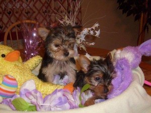 TWO HOME TRAINED T-CUP YORKIE BABIES FOR ADOPTION