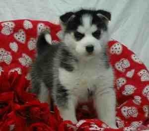 exostic siberian husky puppies going out for free adoption.