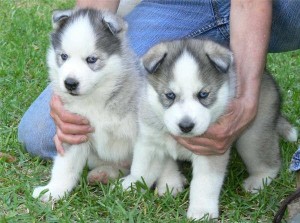 ******male and female husky puppies for free adopyion*******