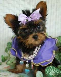 Yorkie puppies, 12 weeks old. Extremely beautiful girls and boys