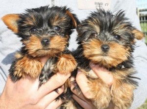 Adorable Tiny doll baby and Teddy bear faces Yorkshire Terriers