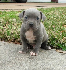 Blue pit bull puppies for new homes