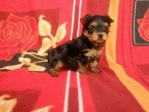 cutest yorkie puppies for free adoption