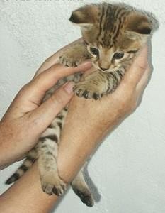 TICA Registered magnificent  F2 Savannah kittens Available now for rehoming