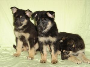 Males and females German Shepherd(dog) puppies available