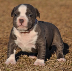 Blue pitbulls need good home