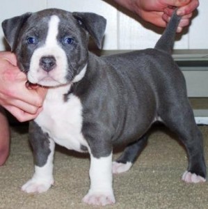 &quot;PR&quot; UKC bluenose,blue eyed pitbull puppies